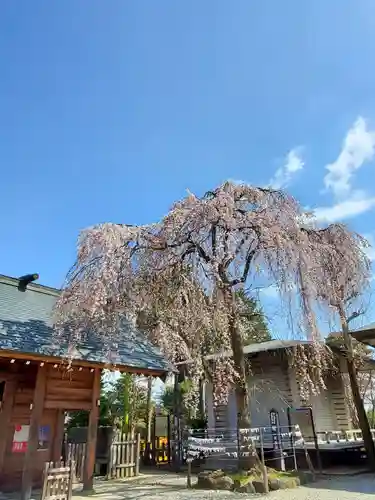 開成山大神宮の自然