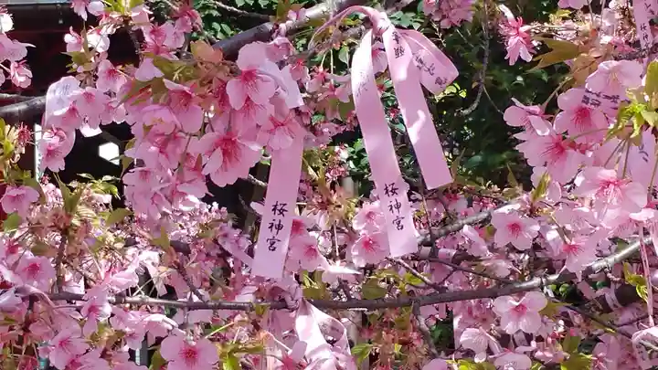 桜神宮の自然