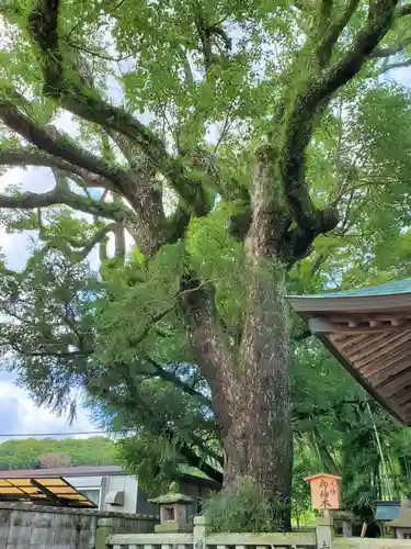 御坂神社の自然
