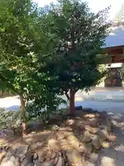 小宅神社の建物その他