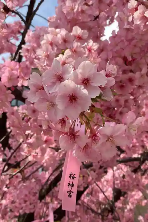 桜神宮(東京都)