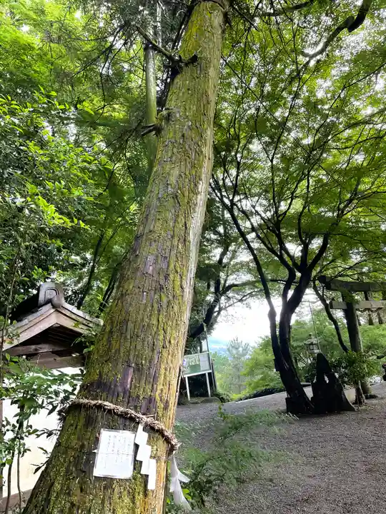 玉祖神社の自然