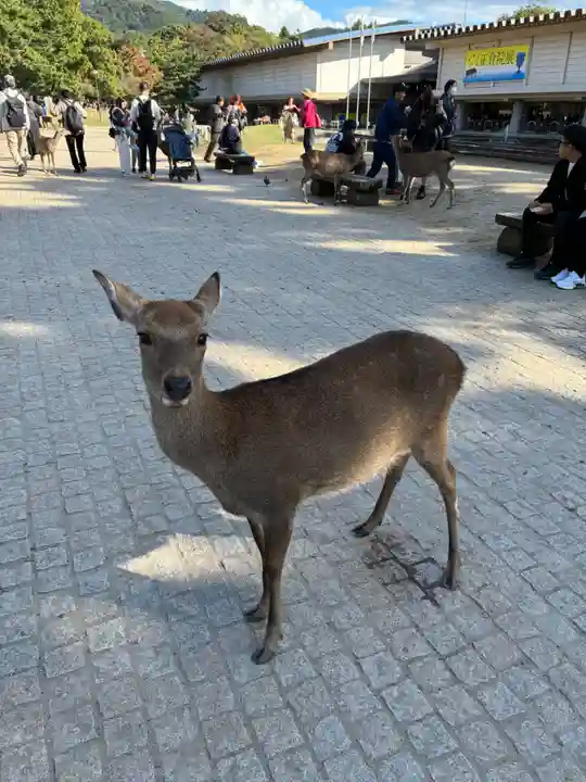 東大寺(奈良県)