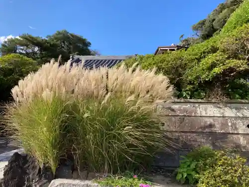 安養院　(田代寺）の自然