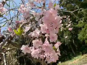 普門寺(切り絵御朱印発祥の寺)の自然(2021年04月04日(日) 22時51分00秒投稿)