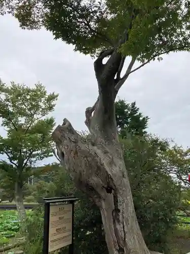 厳島神社(神奈川県)