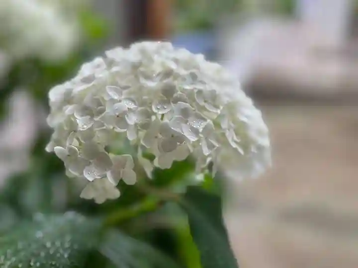 伊勢の国 四天王寺の自然