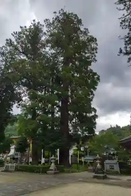 足助八幡宮の自然