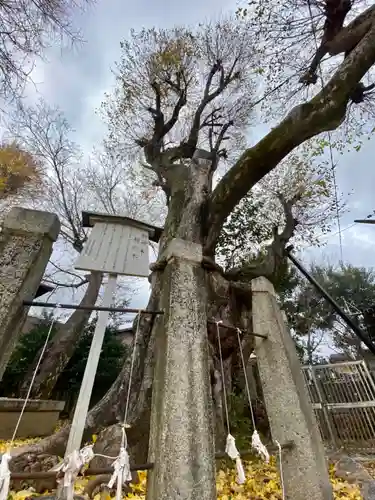 宇賀神社の自然