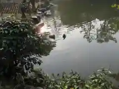 嚴島神社 (京都御苑)の自然