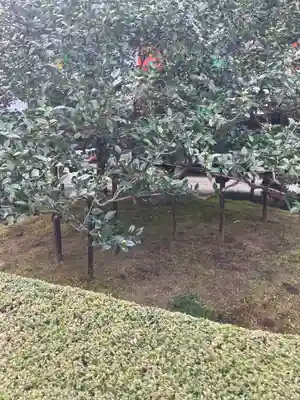 地蔵院（椿寺）(京都府)