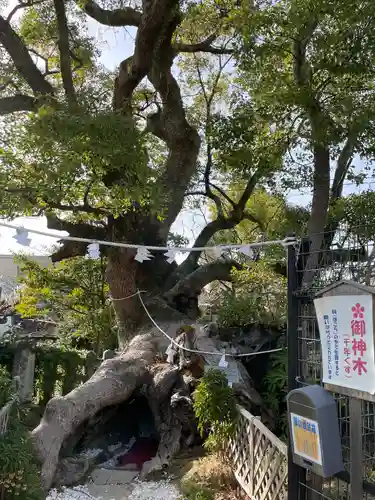 牛嶋天満宮の自然