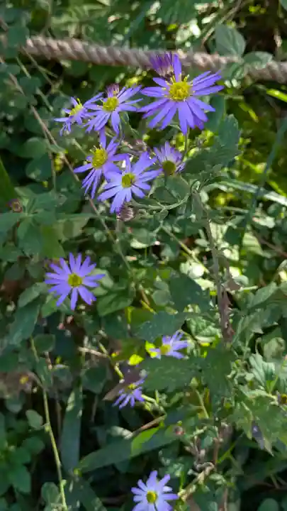 浄瑠璃寺(京都府)