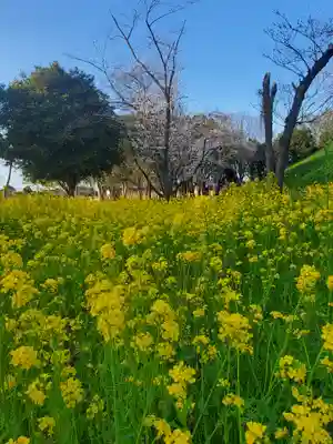 前玉神社(埼玉県)
