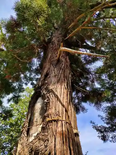 八幡白山神社の庭園