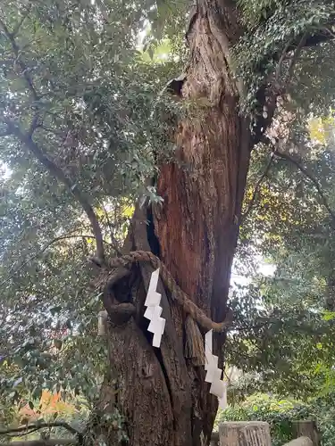 賀茂御祖神社（下鴨神社）の自然