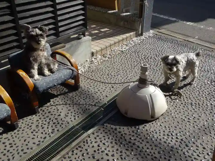 菊名神社の動物