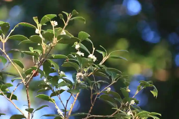 阿久津「田村神社」(郡山市阿久津町)旧社名:伊豆箱根三嶋三社の庭園