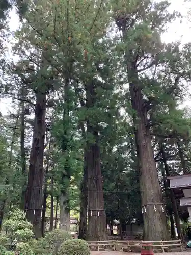 河口浅間神社の自然