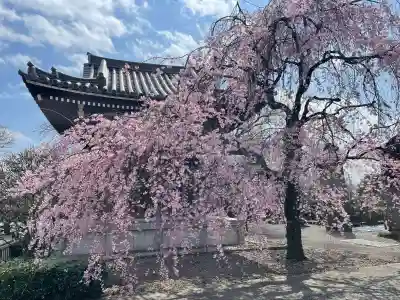 吉祥寺の{uncategorized: "未分類", other: "その他", undefined: "問題あり", building: "その他建物", grave: "お墓", sacred_gate: "鳥居", guardian: "狛犬", statue: "像", buddha: "仏像", history: "歴史", nature: "自然", garden: "庭園", animal: "動物", pagoda: "塔", temizu: "手水舎", mountain_gate: "山門・神門", sanctuary: "本殿・本堂", subordinate: "末社・摂社", art: "芸術", scenery: "景色", jizo: "地蔵", ema: "絵馬", goshuin: "御朱印", omikuji: "おみくじ", items: "授与品その他", amulet: "お守り", goshuincho: "御朱印帳", eats: "食事", festival: "お祭り", votive_dance: "神楽", shichigosan: "七五三参", wedding: "結婚式", experience: "体験その他", initially: "初詣", around: "周辺", anti_infection: "感染症対策"}