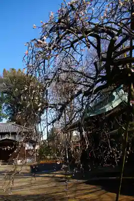 峯ヶ岡八幡神社(埼玉県)