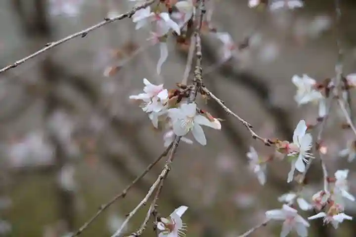 西明寺(滋賀県)
