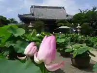 要法寺の本殿・本堂