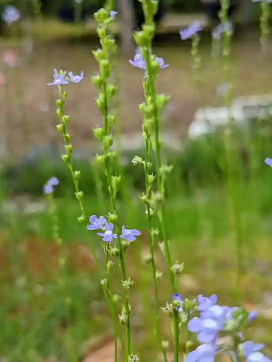 法金剛院(京都府)