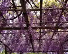 亀戸天神社の庭園