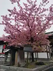 五社神社　諏訪神社の自然