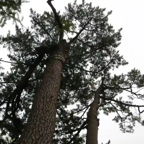 栗原氷川神社の自然