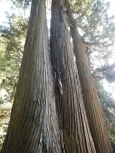 鹿島大神宮の自然