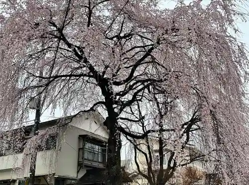天満天神社(普門院天満宮)(長野県)