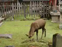 手向山八幡宮(奈良県)