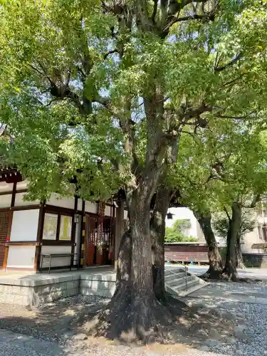橘樹神社(神奈川県)