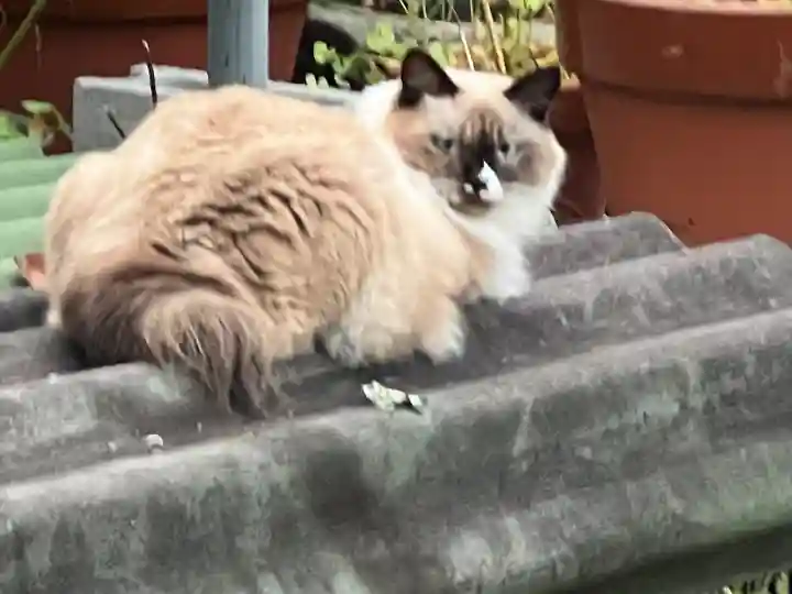妙義神社(群馬県)