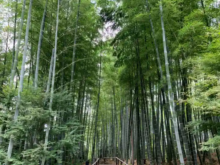 高台寺(高台寿聖禅寺・高臺寺)の自然