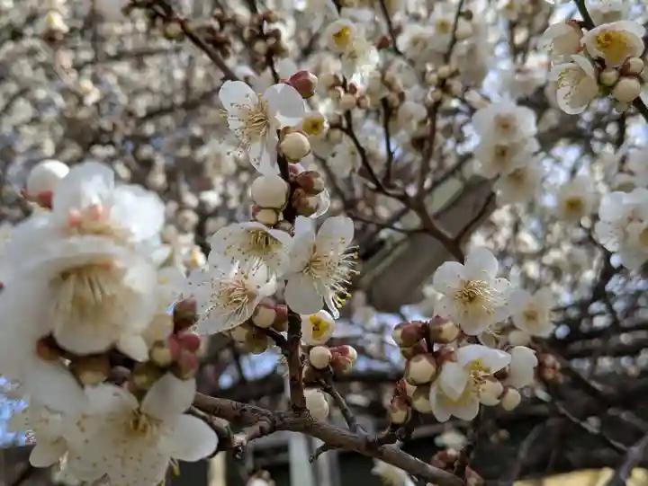 玉眞院玉川大師(東京都)