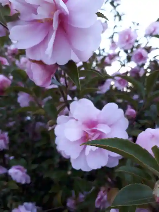 豊景神社の自然