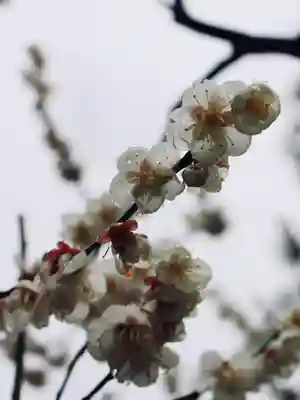 大井神社(静岡県)