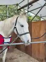 藤森神社(京都府)