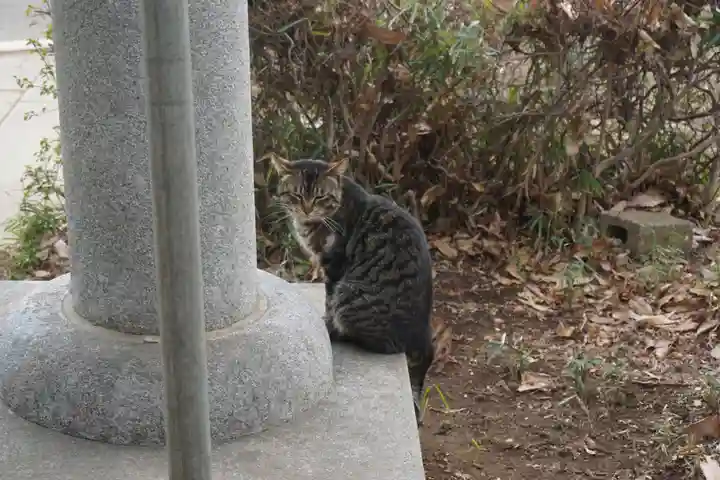 天形星神社の動物