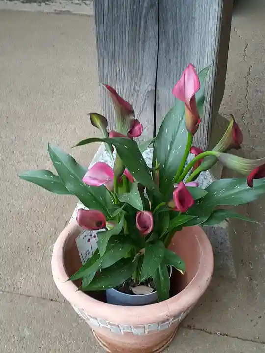 伏木香取神社(茨城県)