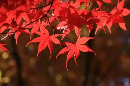滑川神社 - 仕事と子どもの守り神の自然