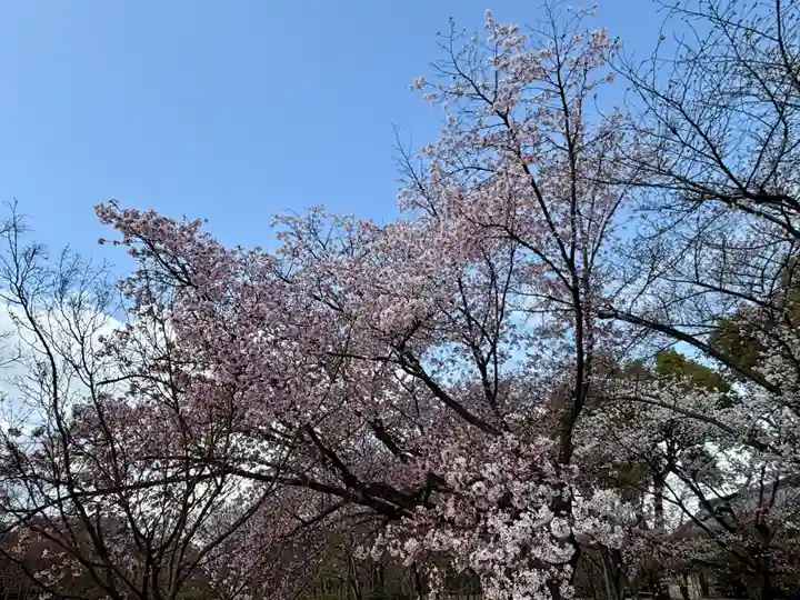 東寺(教王護国寺)の自然