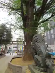 鳩森八幡神社の狛犬