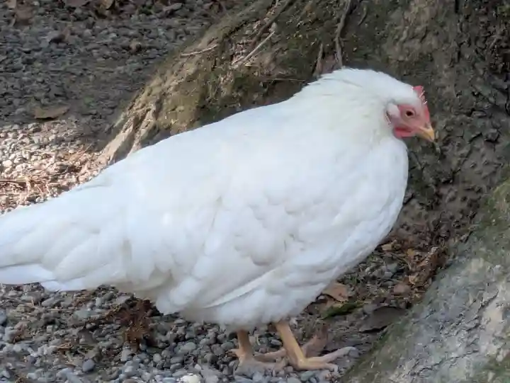 伊勢神宮外宮(豊受大神宮)(三重県)