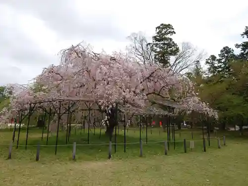 賀茂別雷神社（上賀茂神社）の自然