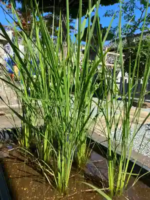 總社 和田八幡宮(福井県)