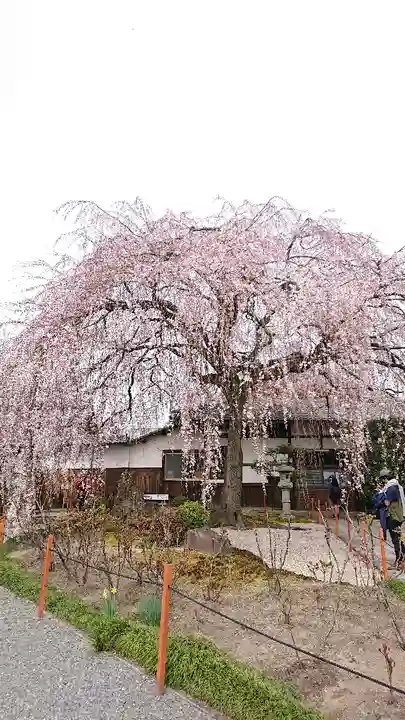 本満寺(本願満足寺)の自然